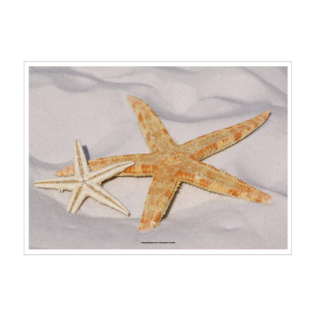 Image SETS DE TABLE OFFSET 'STARFISH' 70 G/M2 31x43 CM QUADRICHROMIE PAPIER (2000 UNITÉ) #1